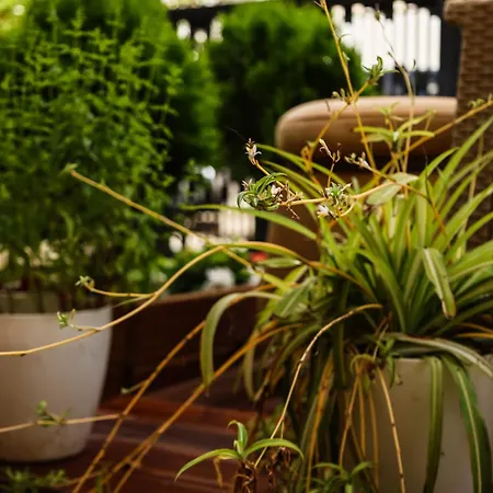 Zhiti Homestay